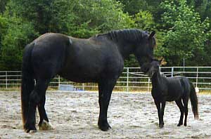 Picture of Jake & Ace rubbing noses.
