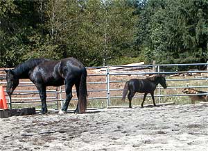 Picture of Jake & Ace snifing around.