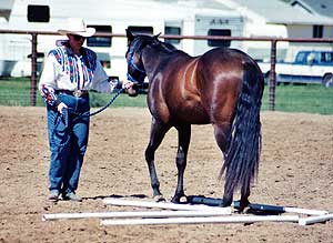 NFQHA 2 Year Old In-Hand Trail 2002 Madras.